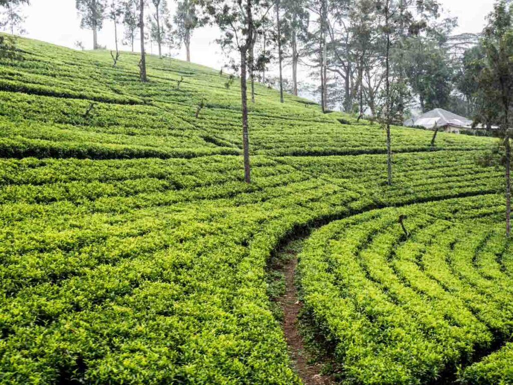 Sri Lankan tea plantation